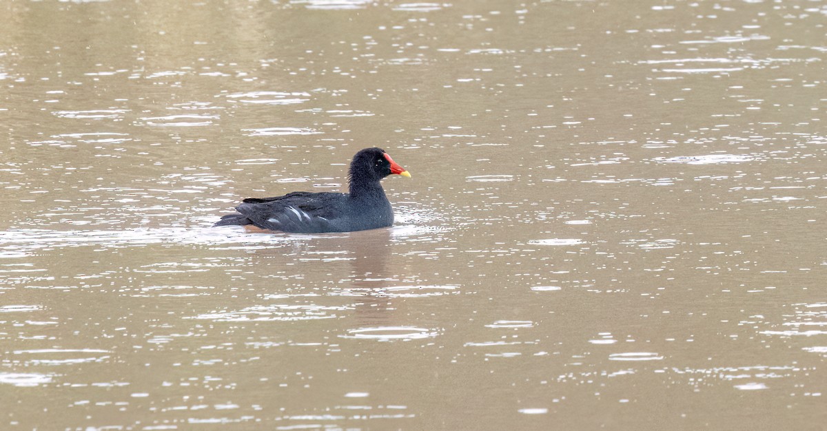 Gallinella d'acqua - ML646986316