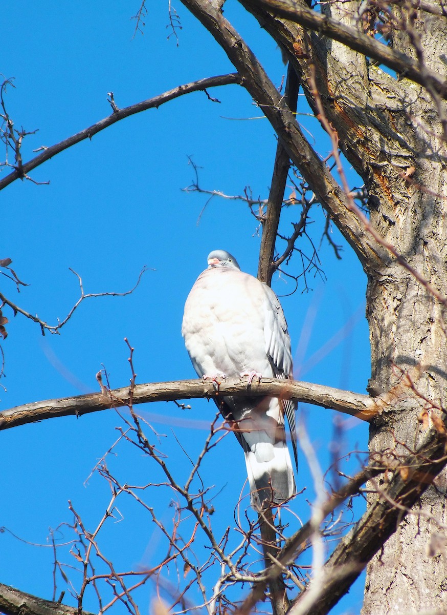 Common Wood-Pigeon - ML646986321
