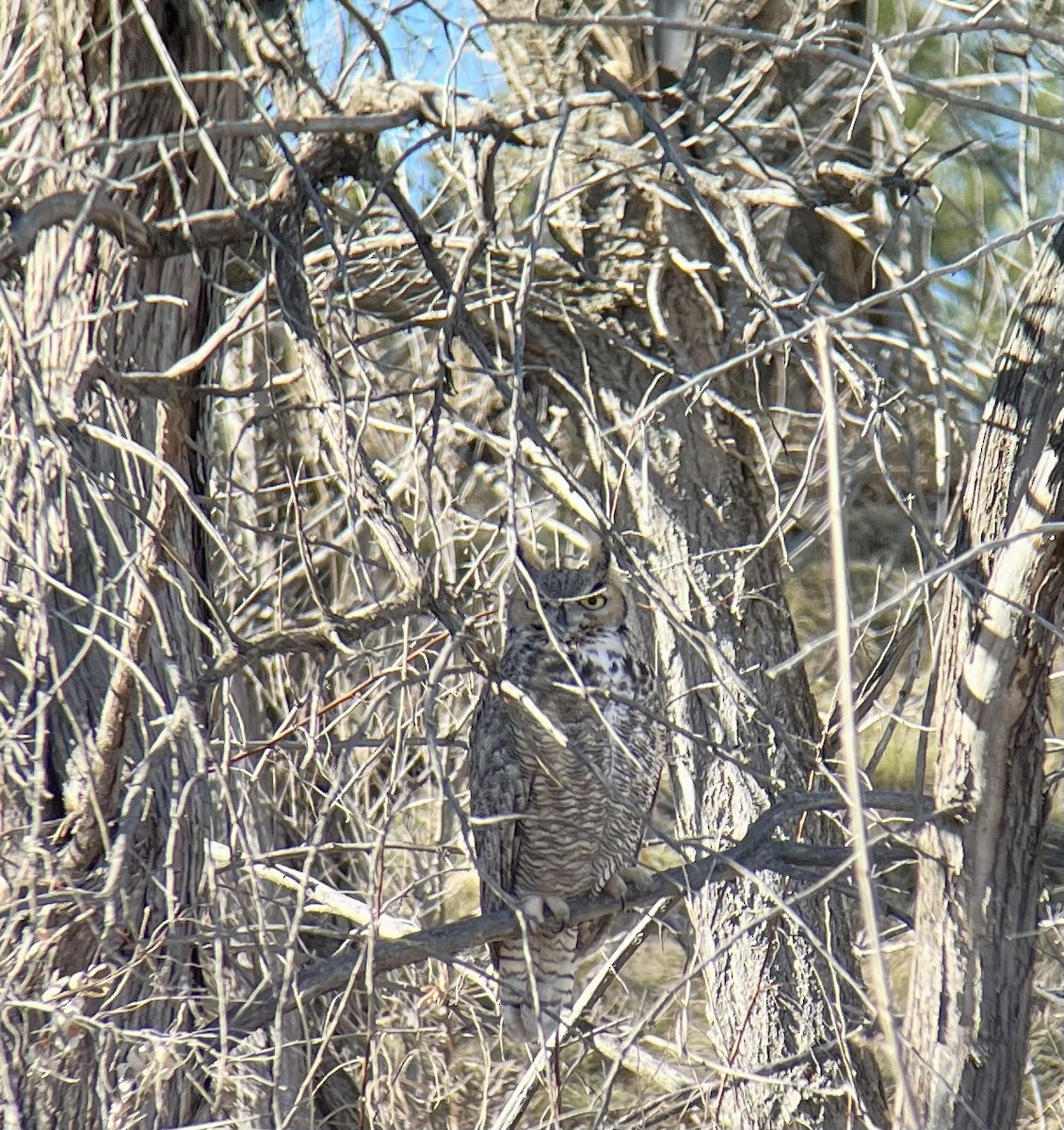 Great Horned Owl - ML646986322