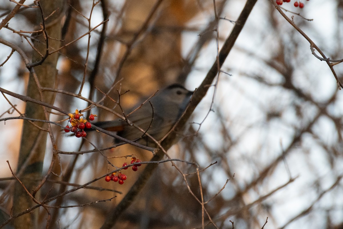 ימימן אמריקני - ML646986323