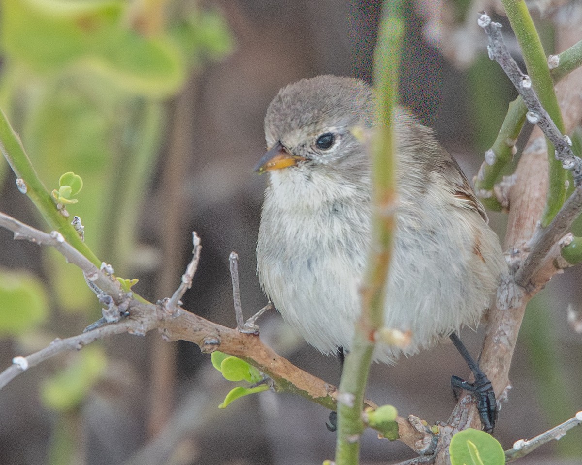 Gray Warbler-Finch - ML646986324