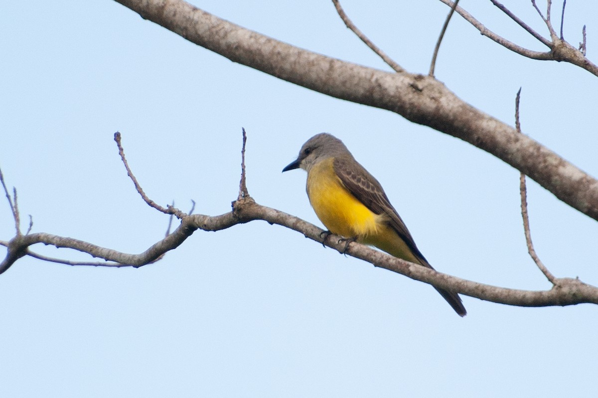 Tropical Kingbird - ML646986333