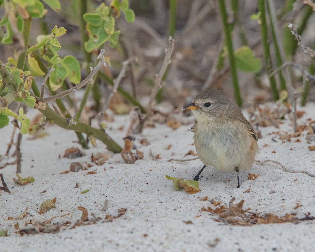 Gray Warbler-Finch - ML646986337
