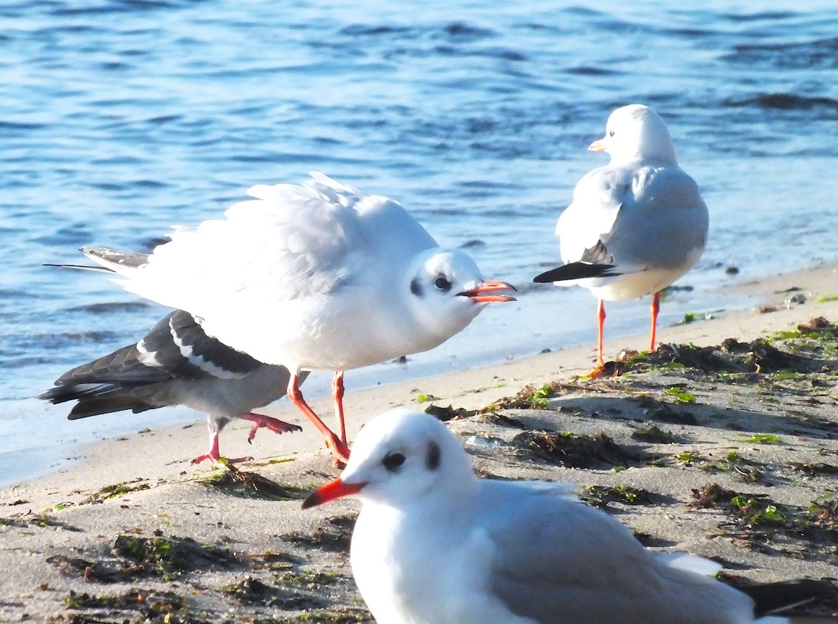 Black-headed Gull - ML646986338