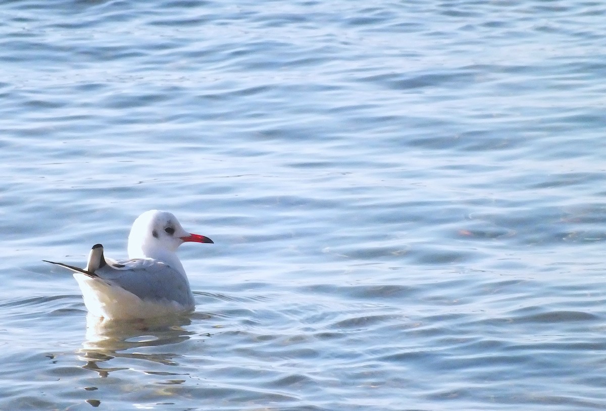 Black-headed Gull - ML646986339