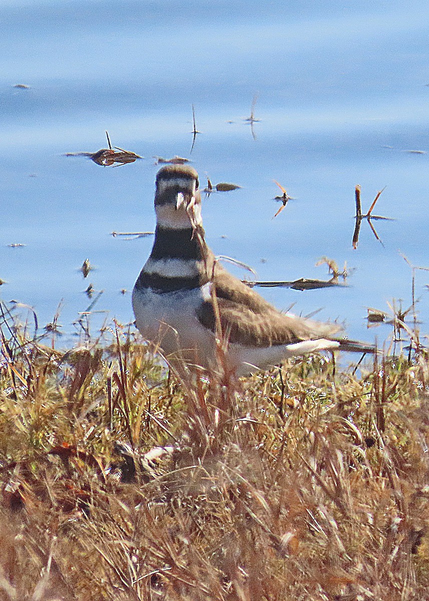 Killdeer - ML646986344