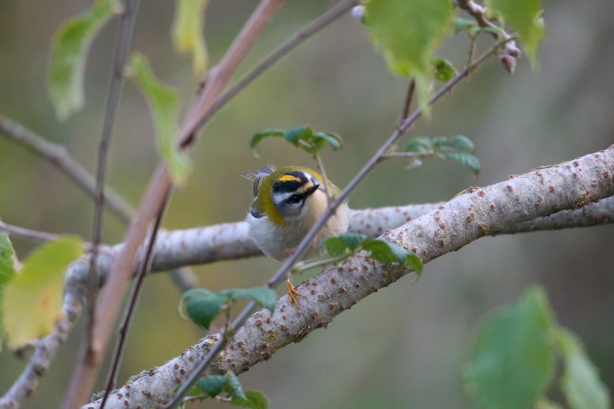 Common Firecrest - ML646986345