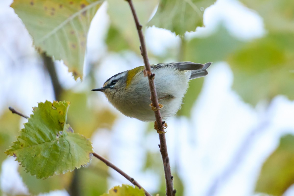 Common Firecrest - ML646986346