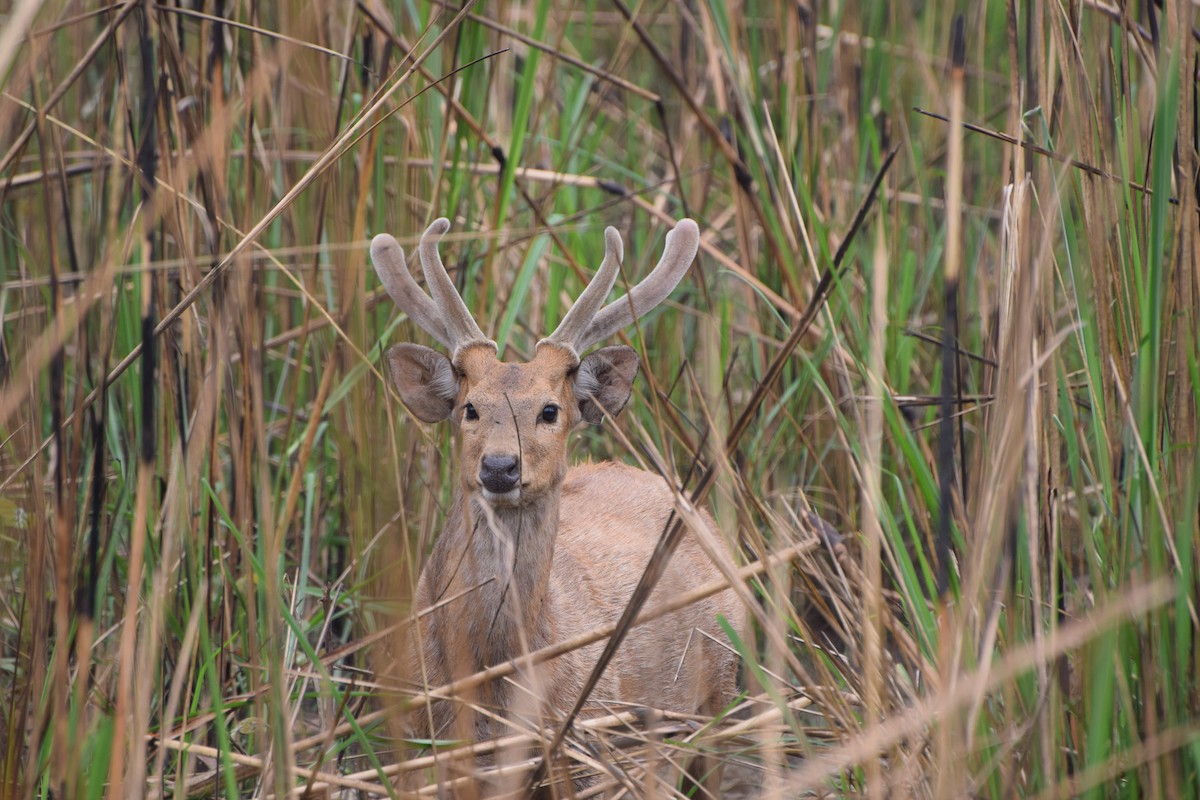 Аксис - ML646986347