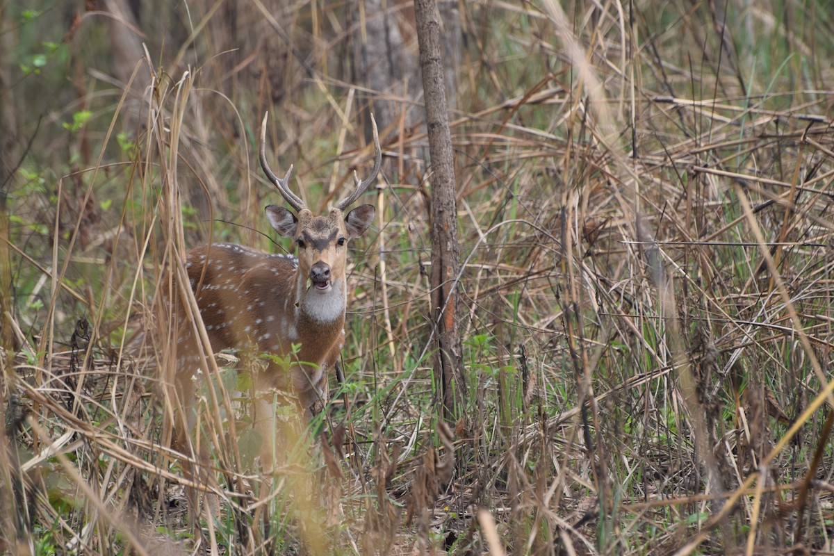 Аксис - ML646986348