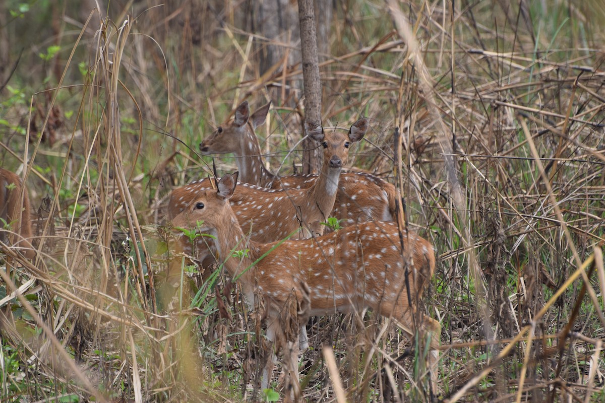 Аксис - ML646986349