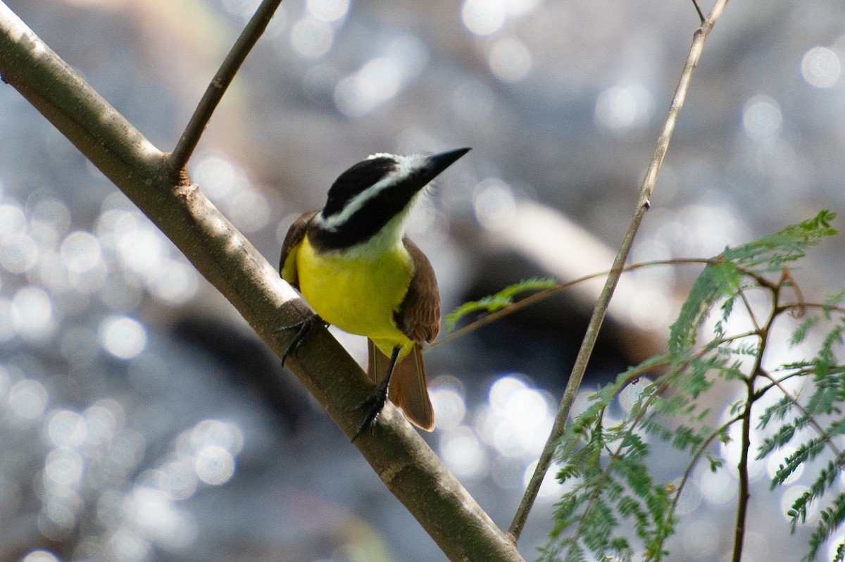 Great Kiskadee - ML646986350
