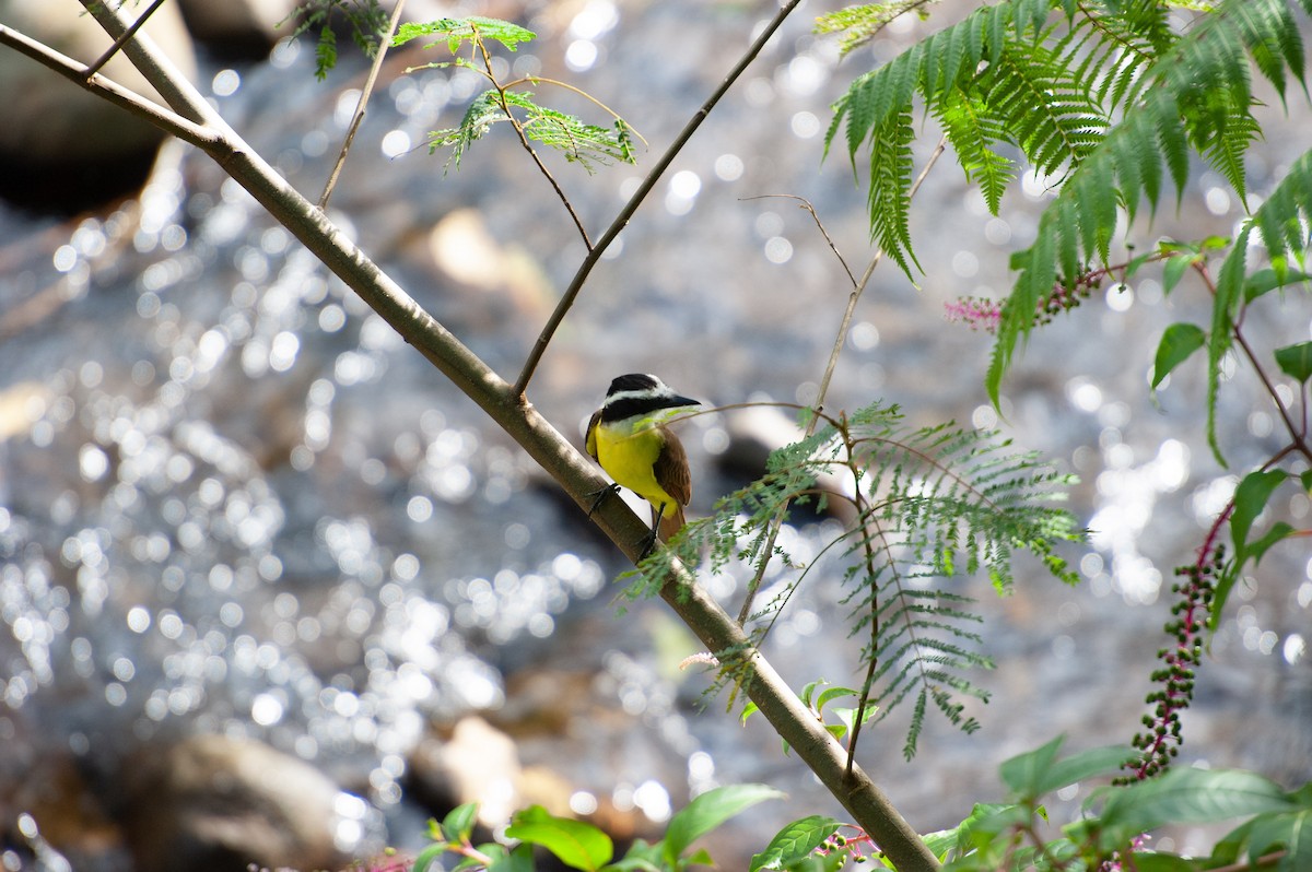 Great Kiskadee - ML646986351