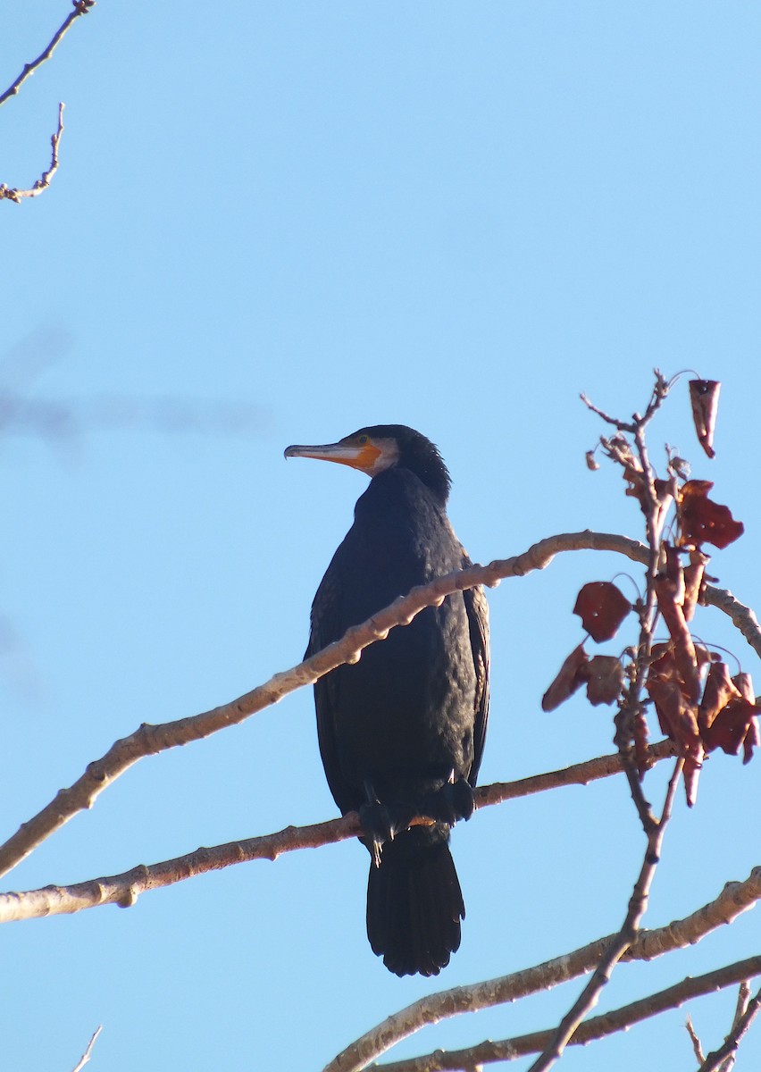 storskarv - ML646986352