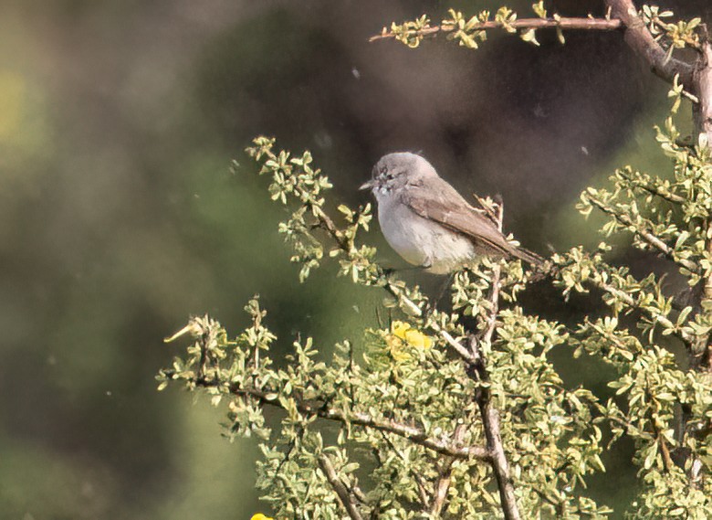 Yellow-bellied Eremomela - ML646986355