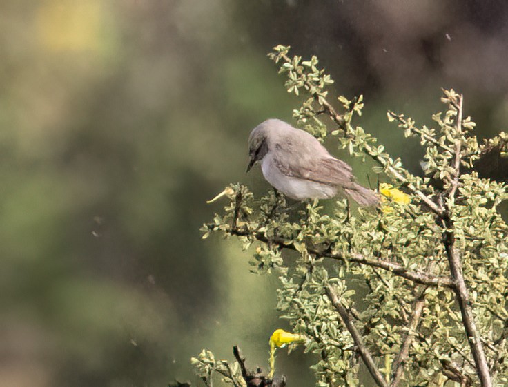 Yellow-bellied Eremomela - ML646986356