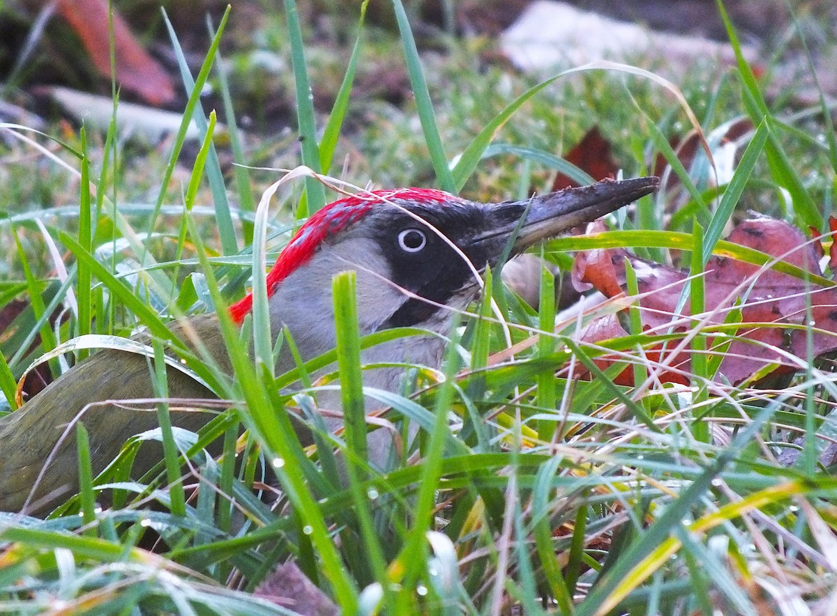 נקר ירוק - ML646986357