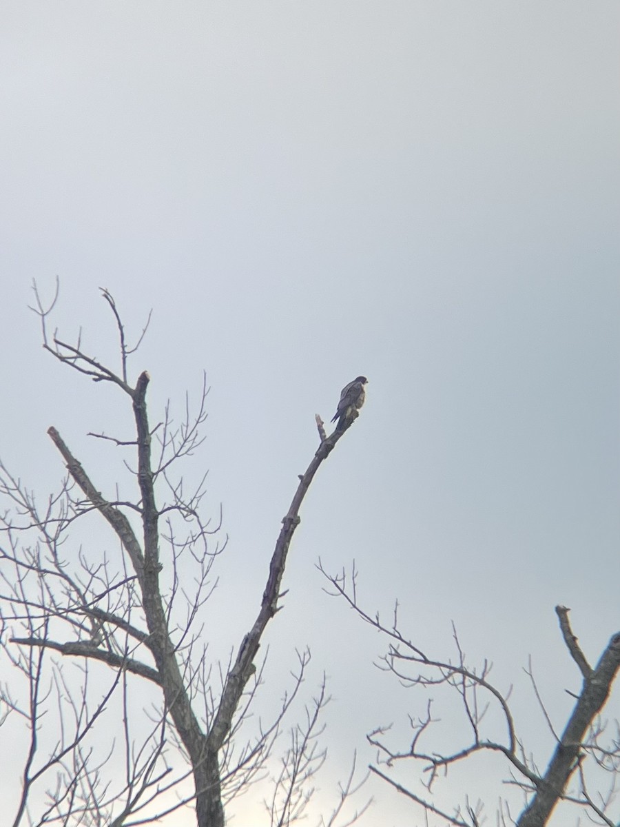 Peregrine Falcon - ML646986359