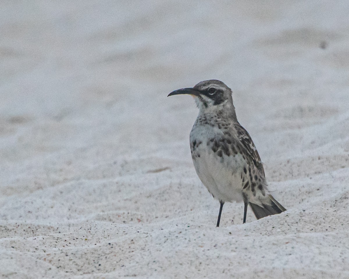 Española Mockingbird - ML646986361