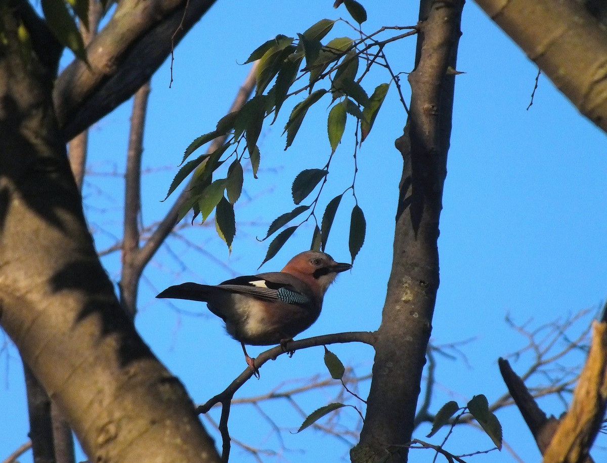 Eurasian Jay - ML646986362