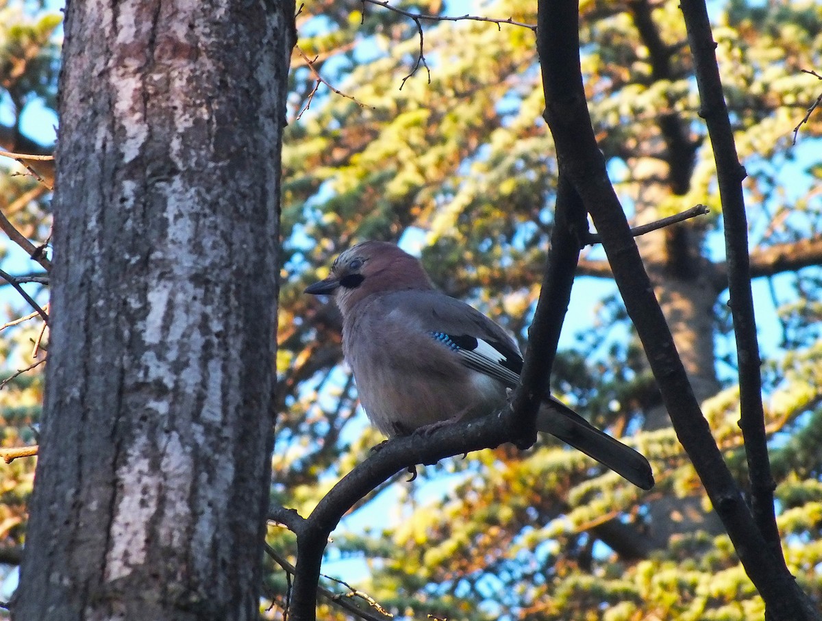 Eurasian Jay - ML646986363
