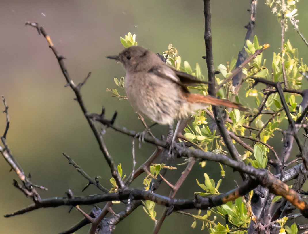 Familiar Chat - ML646986364