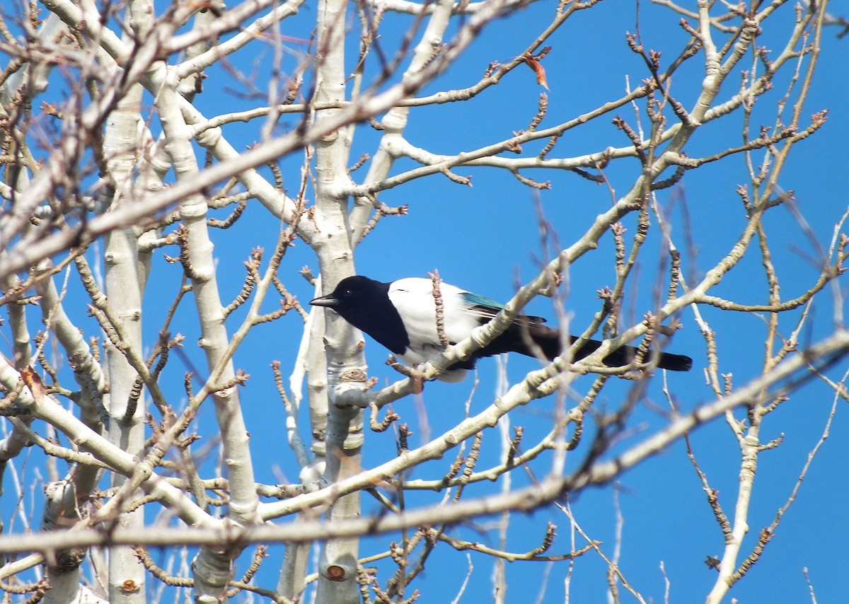Eurasian Magpie - ML646986367