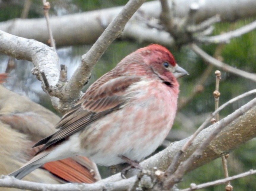 Purple Finch - ML646986369