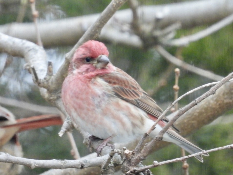 Purple Finch - ML646986370