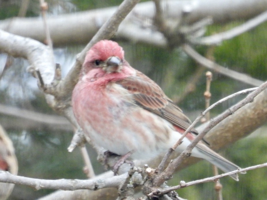 Purple Finch - ML646986371