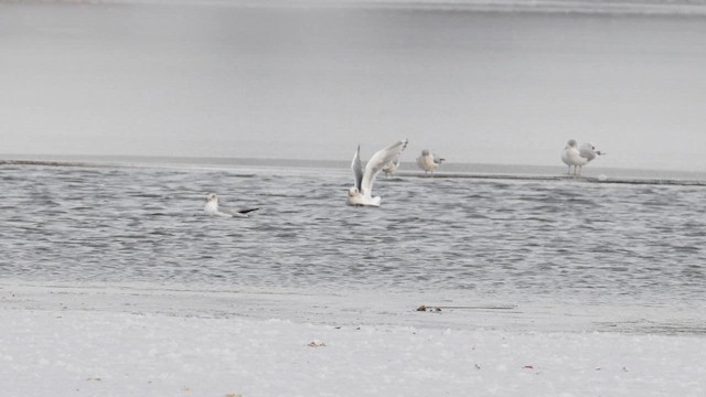Iceland Gull (Thayer's) - ML646986372