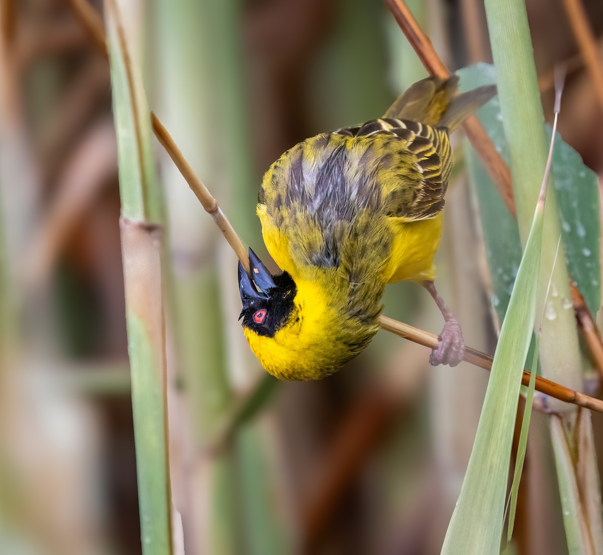 Southern Masked-Weaver - ML646986376