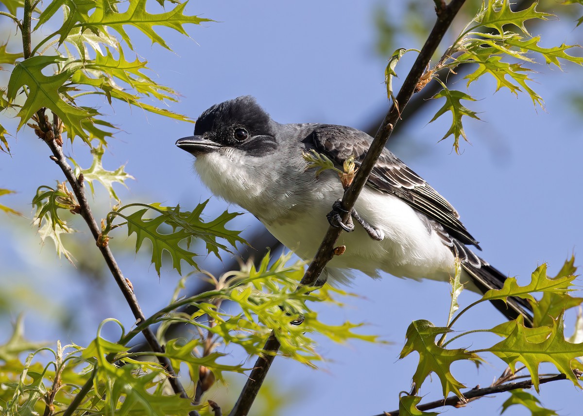 Tyran tritri - ML646986379