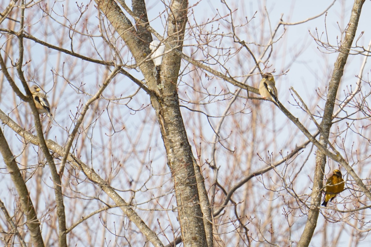 Evening Grosbeak - ML646986380