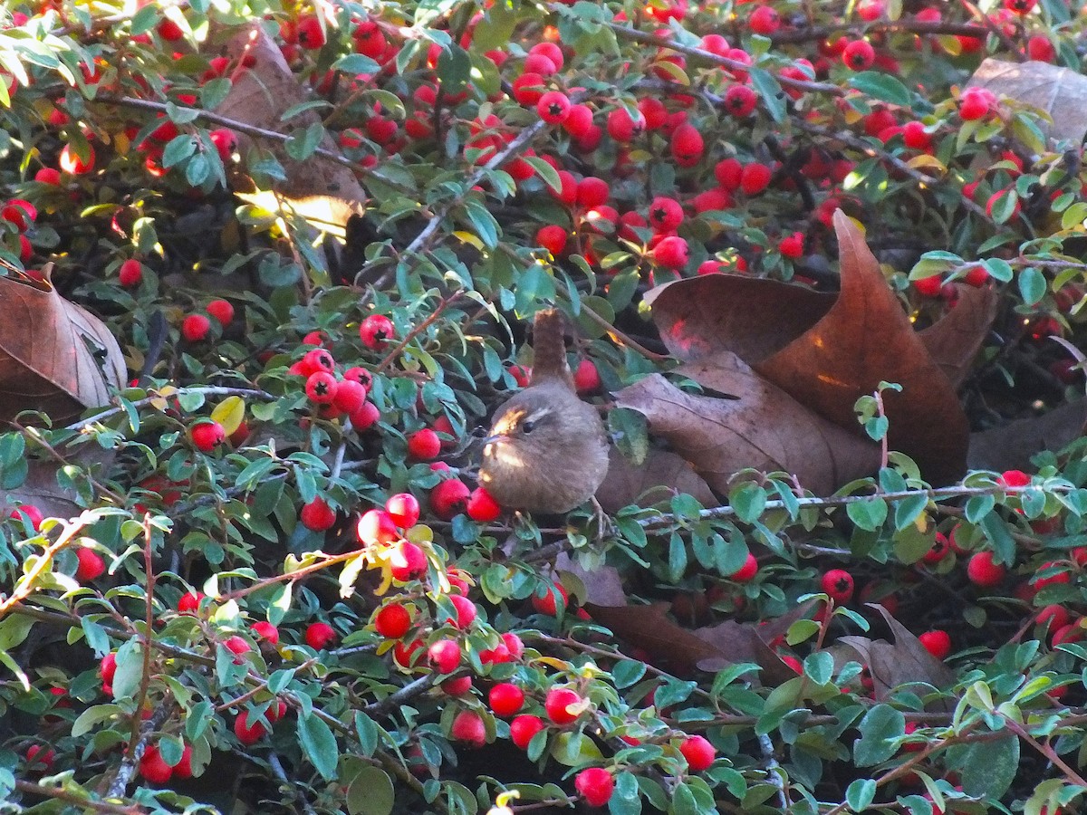 Eurasian Wren - ML646986382