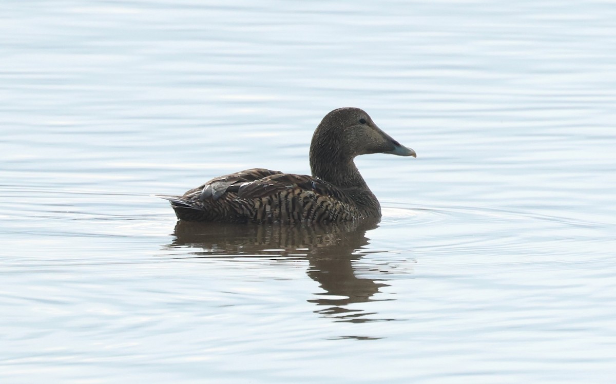 kajka mořská - ML646986383