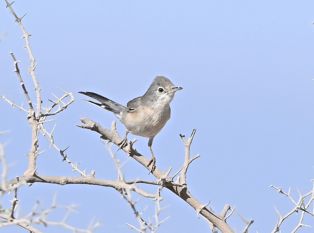Ménétries txinboa - ML646986385