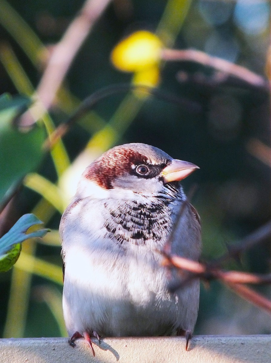 House Sparrow - ML646986389