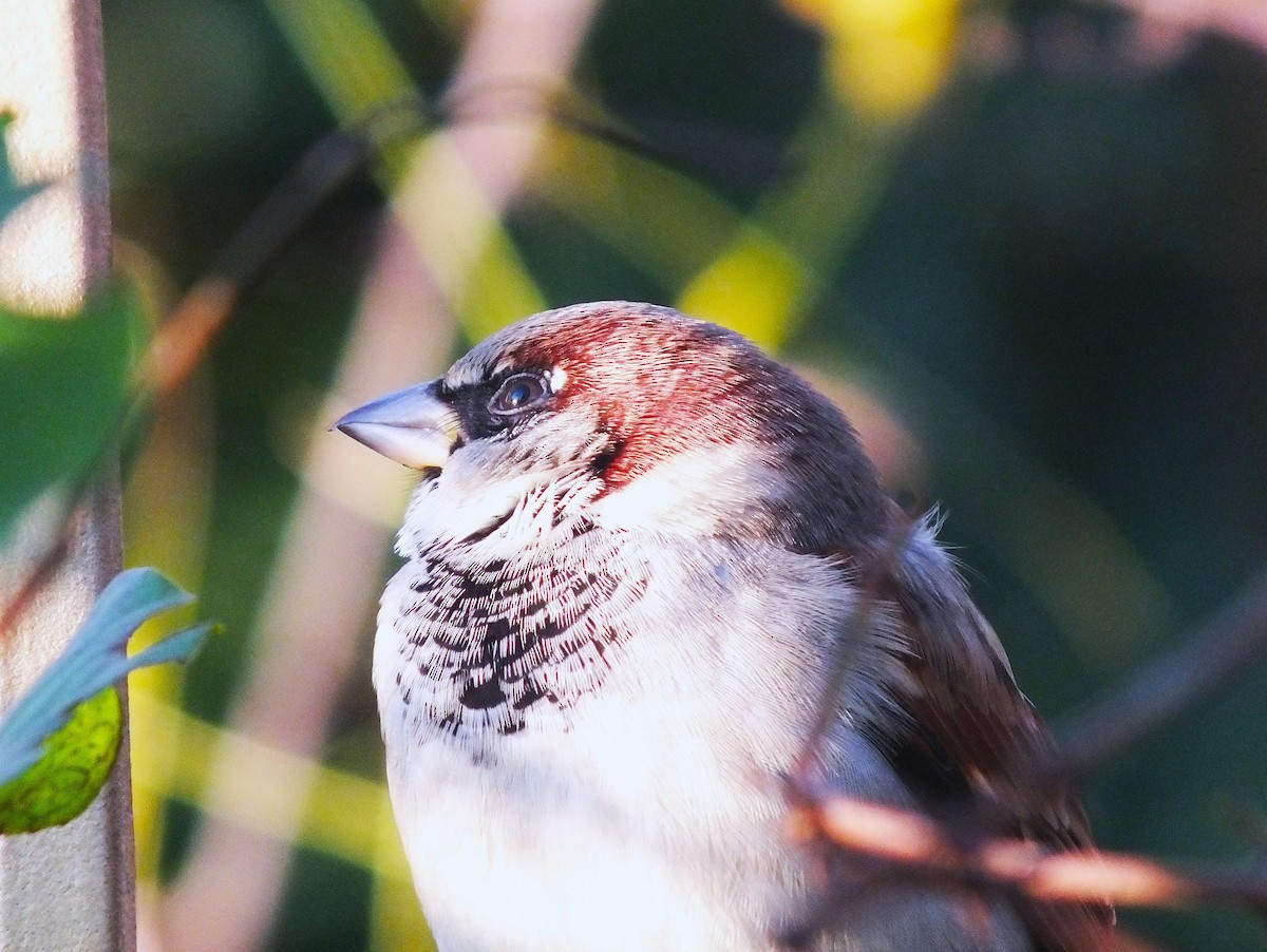 House Sparrow - ML646986390