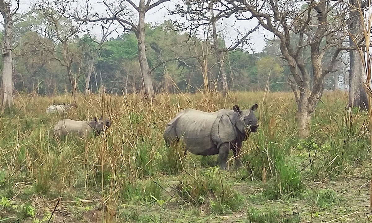 Индийские носороги - ML646986391