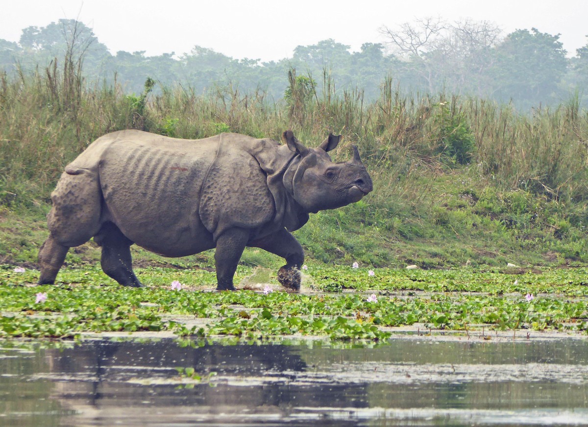 Индийские носороги - ML646986392