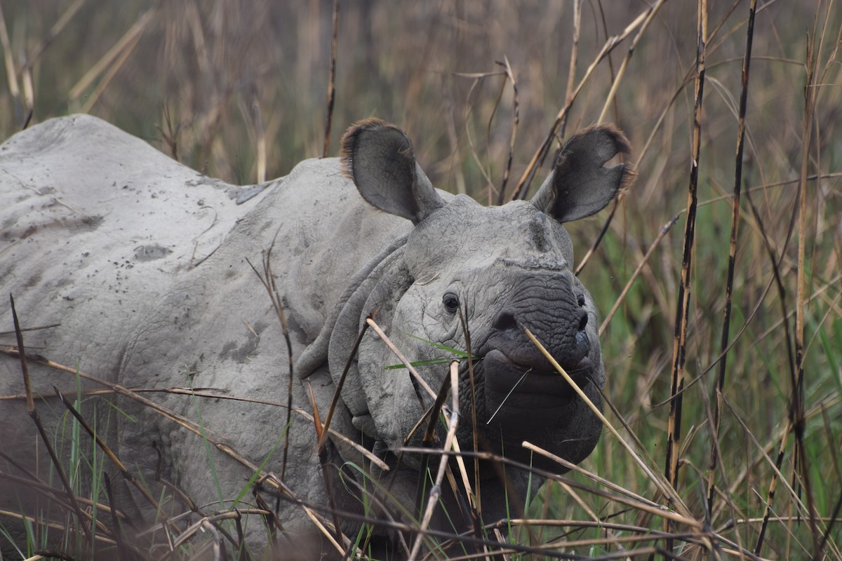 Индийские носороги - ML646986393