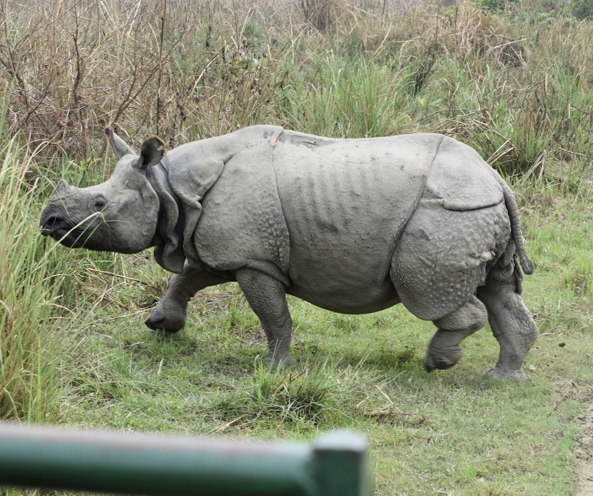 Индийские носороги - ML646986394