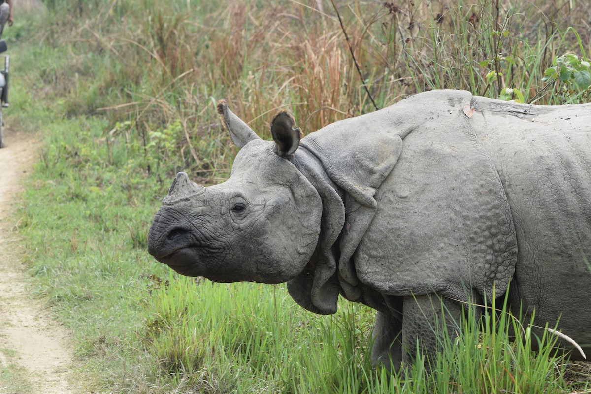 Индийские носороги - ML646986395