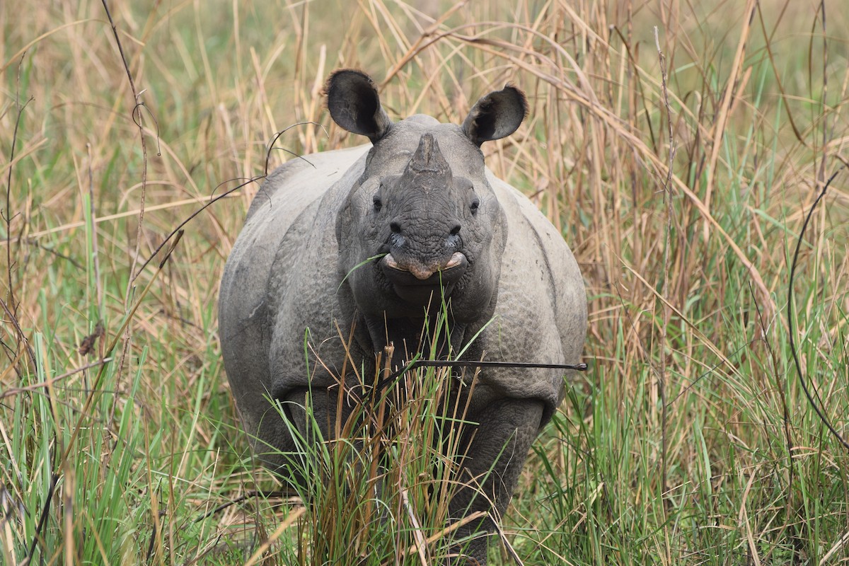 Индийские носороги - ML646986396