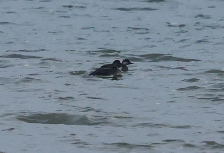 turpan černý - ML646986397