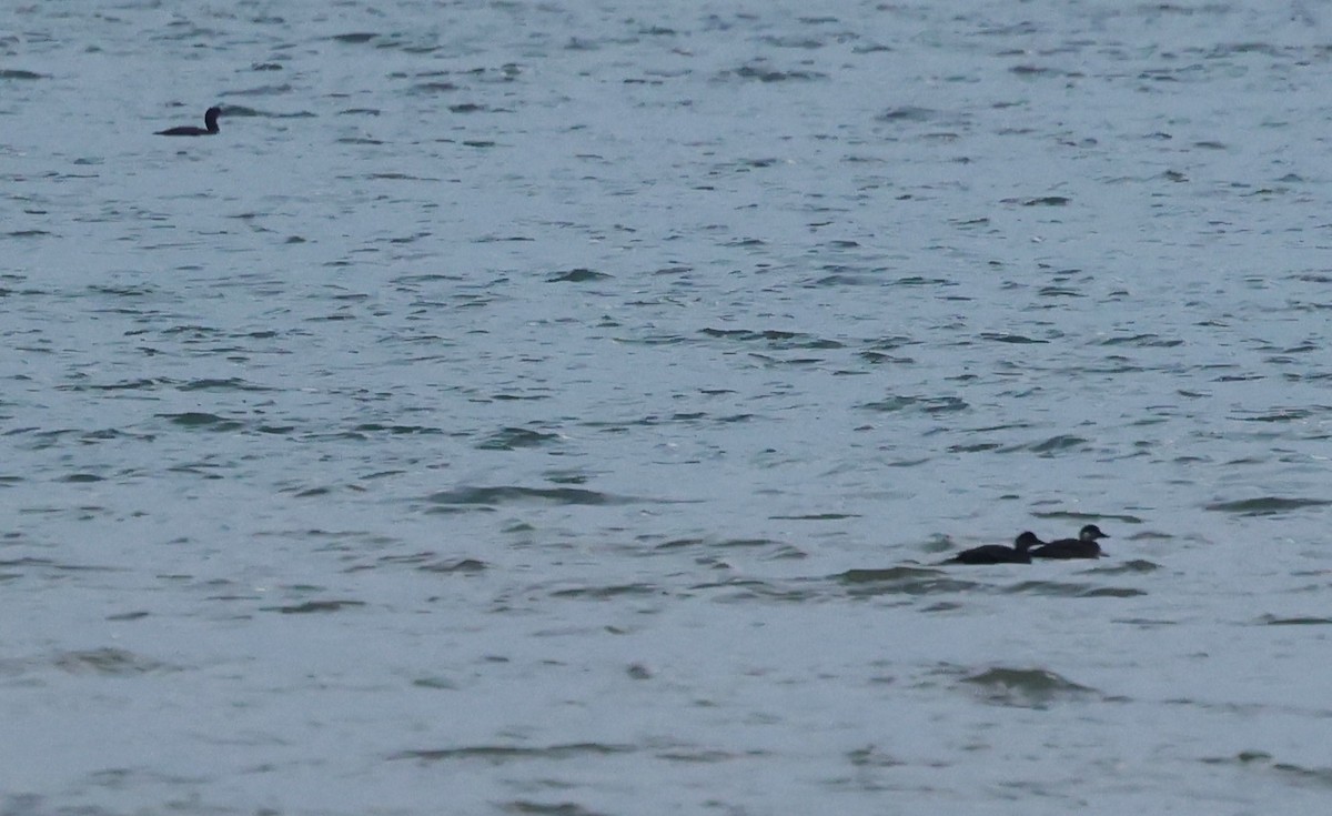 turpan černý - ML646986398