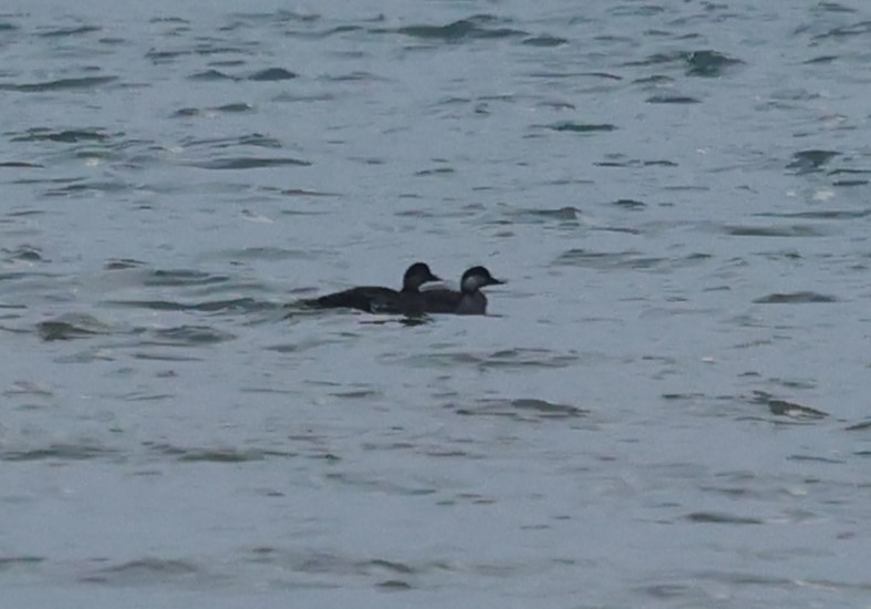 turpan černý - ML646986399