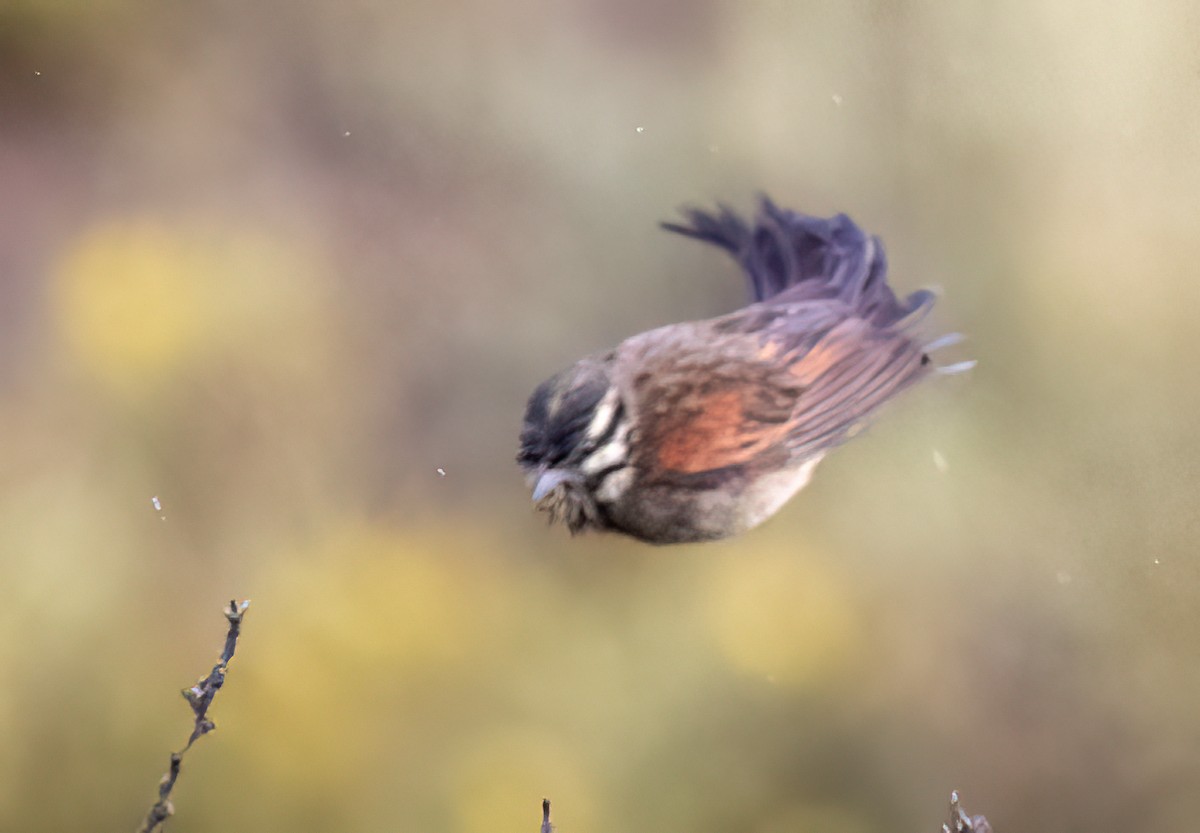 Cape Bunting - ML646986400