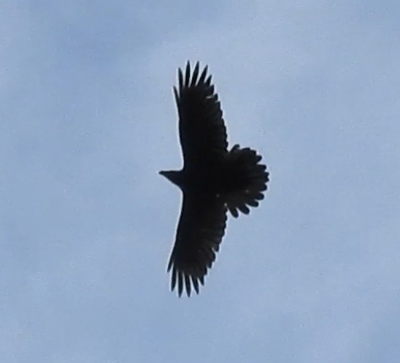 Common Raven - ML646986402
